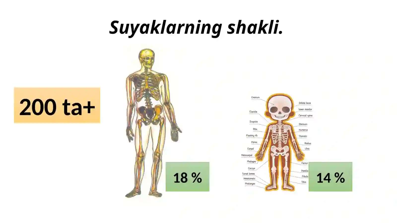 Tayanch – harakat apparatining yosh xususiyatlari va gigiyenasi 2