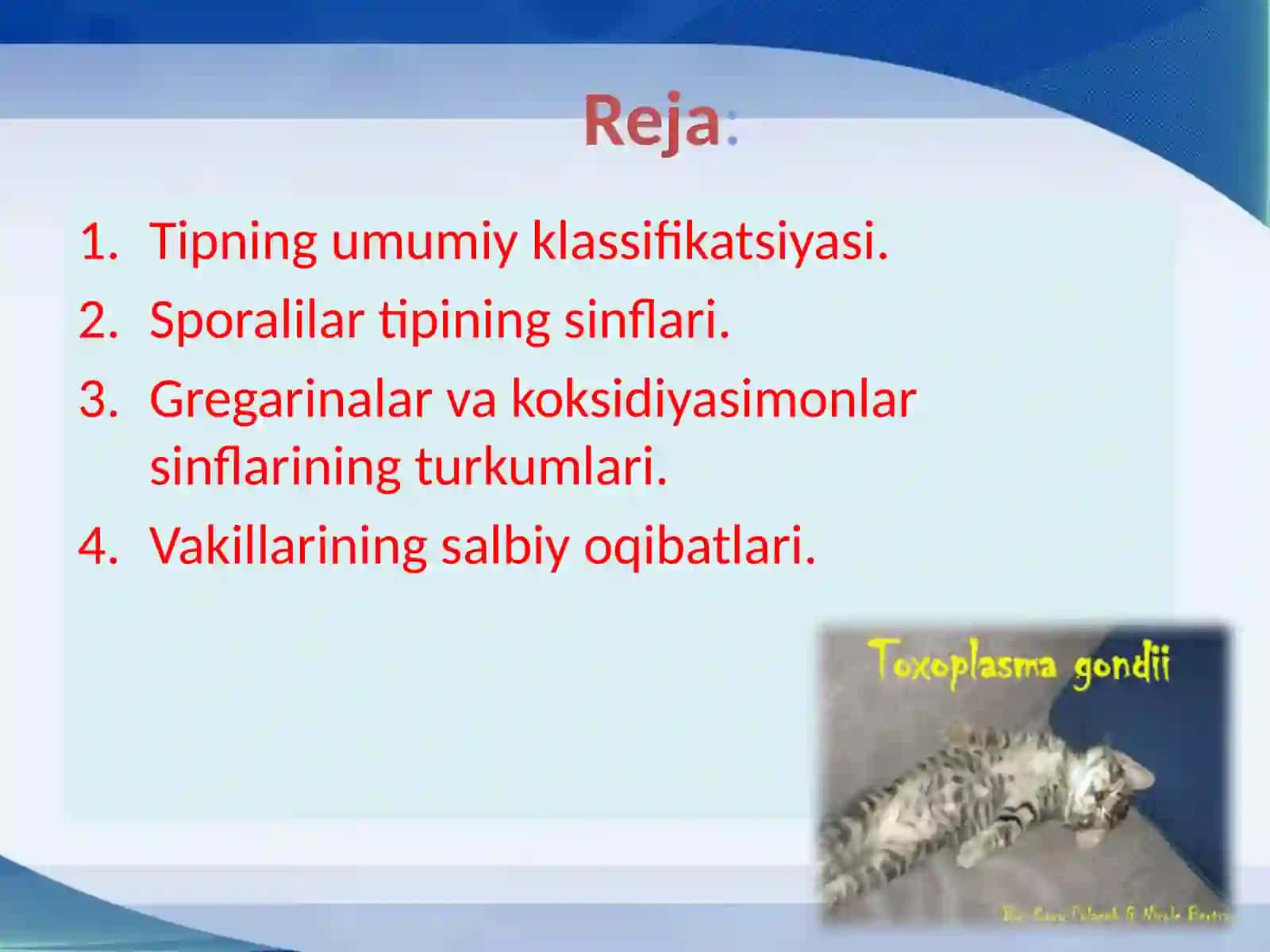 Sporalilar  tipi 2