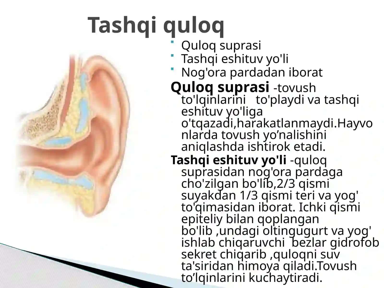 Quloqning tashqari eshituv organi 2