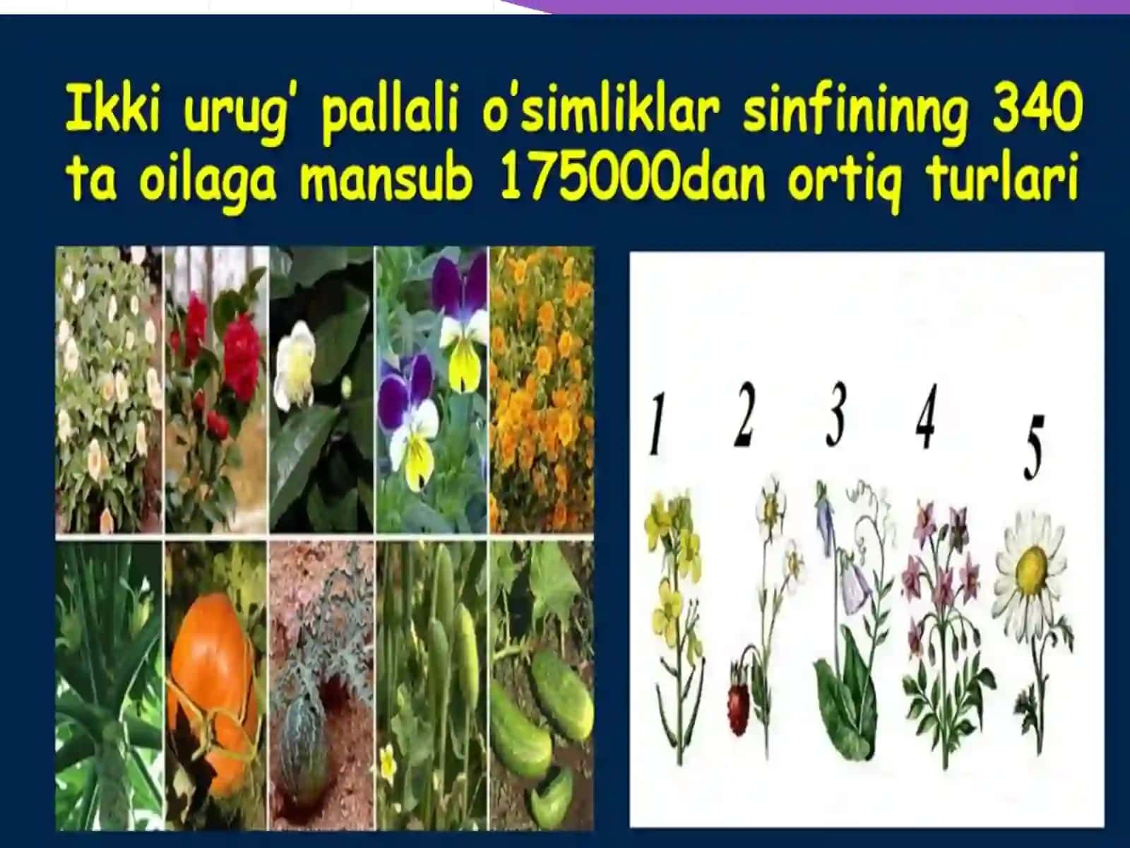 Ra’nodoshlar,karamdoshlar,sho’radoshlar,gulhayridoshlar 2