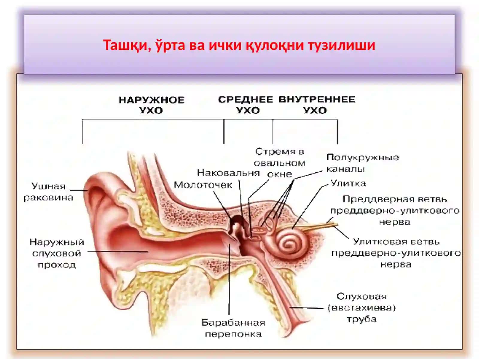 ҚУЛОҚНИКЛИНИК АНАТОМИЯСИ.ҚУЛОҚНИУТКИР ВА СУРУНКАЛИ КАСАЛЛИКЛАРИ 2