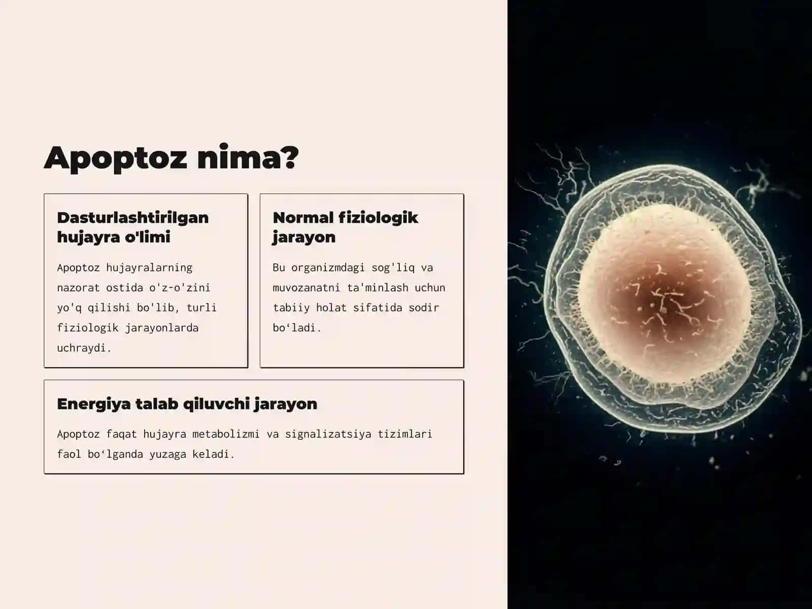 Hujayra apoptozi va uning biologik ahamiyati 2