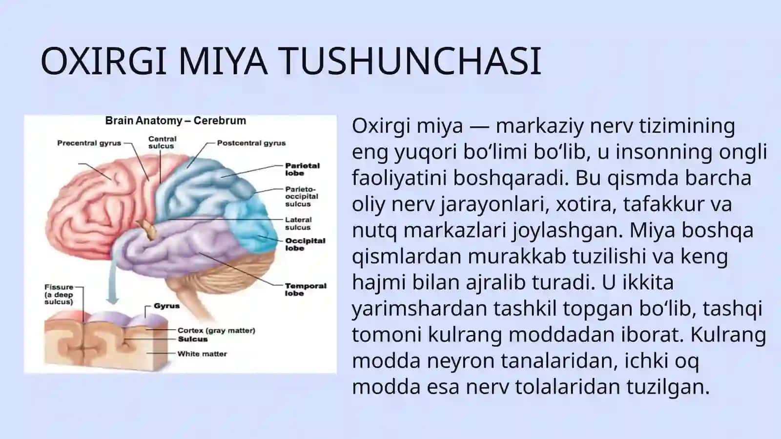 Oxirgi miya - markaziy nerv tizimi 2