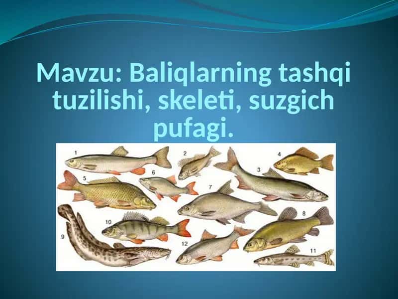 Baliqlarning tashqi tuzilishi, skeleti, suzgich pufagi 2