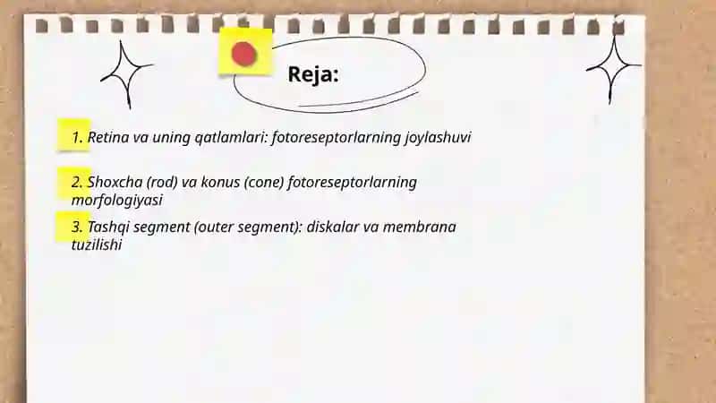 Fotoretsepsiyaning morfologik asoslari 2