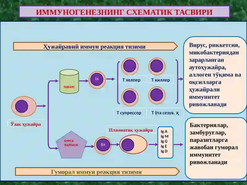 ИММУНОПАТОЛОГИК ЖАРАЁНЛАР 2