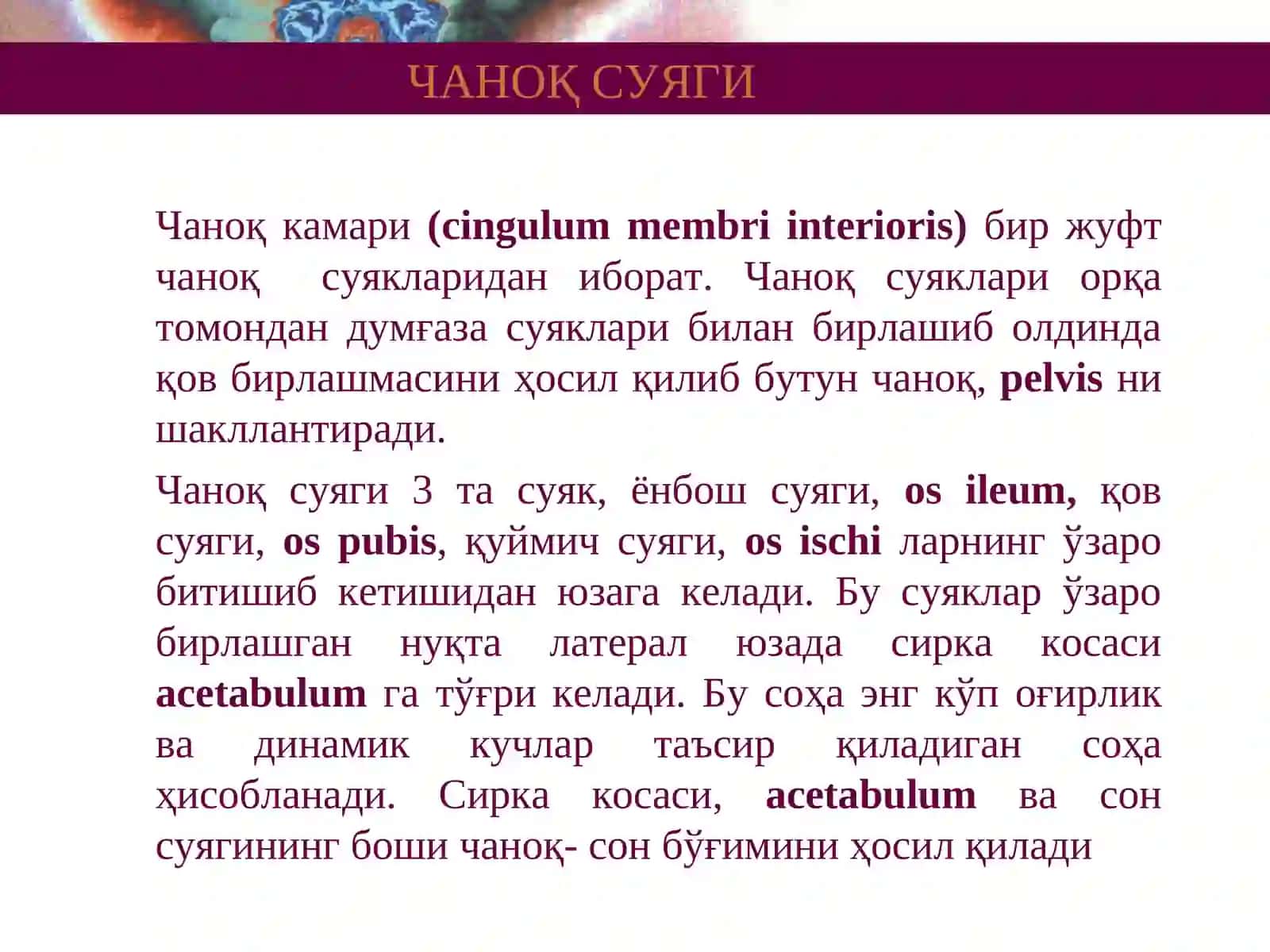Чаноқ Суяги 2