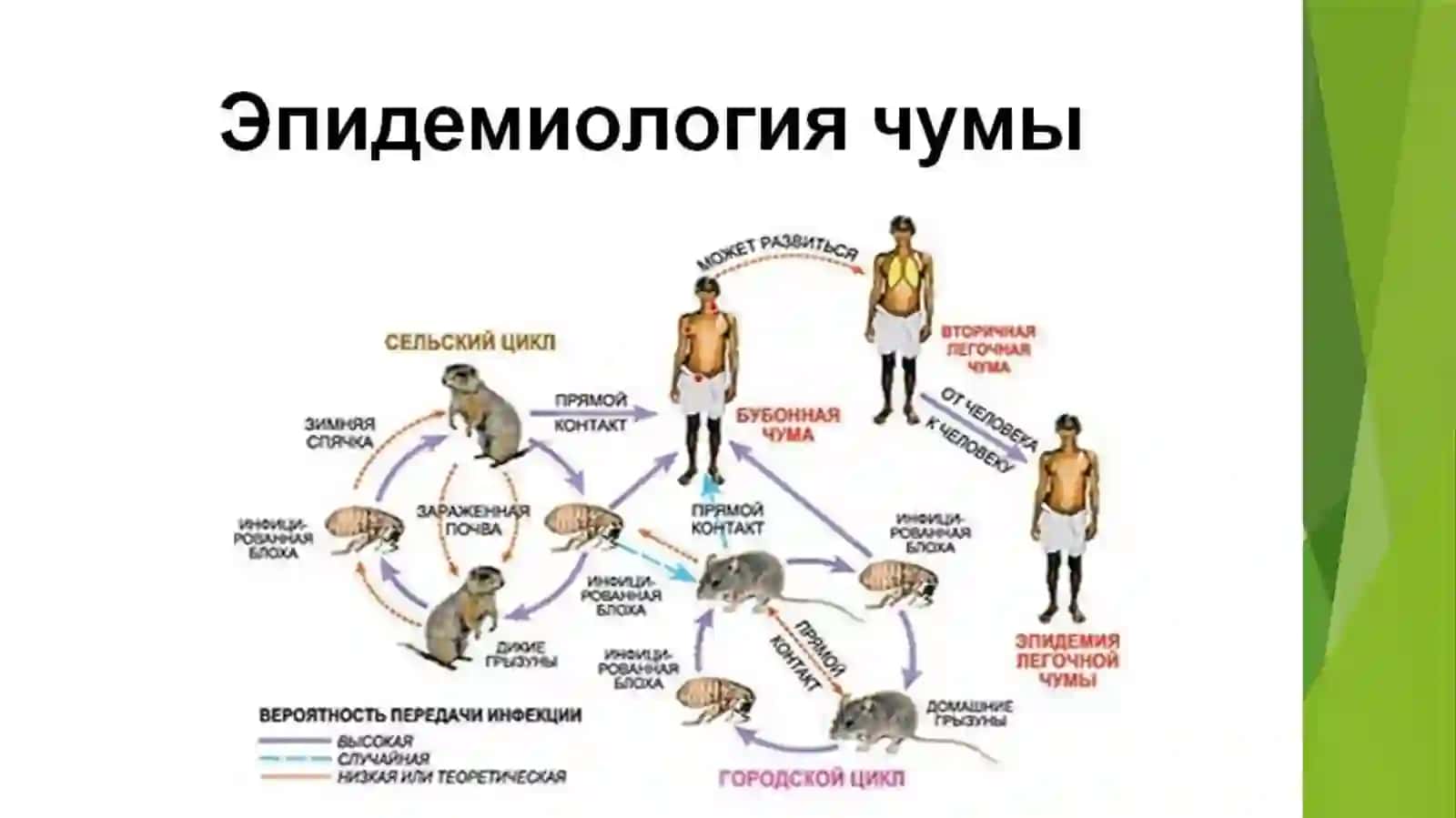 O’LAT (CHUMA) — QO’ZG’ATUVCHISI, SHAKLLARI, ALOMATLARI, TASHXIS VA DAVOLASH 2