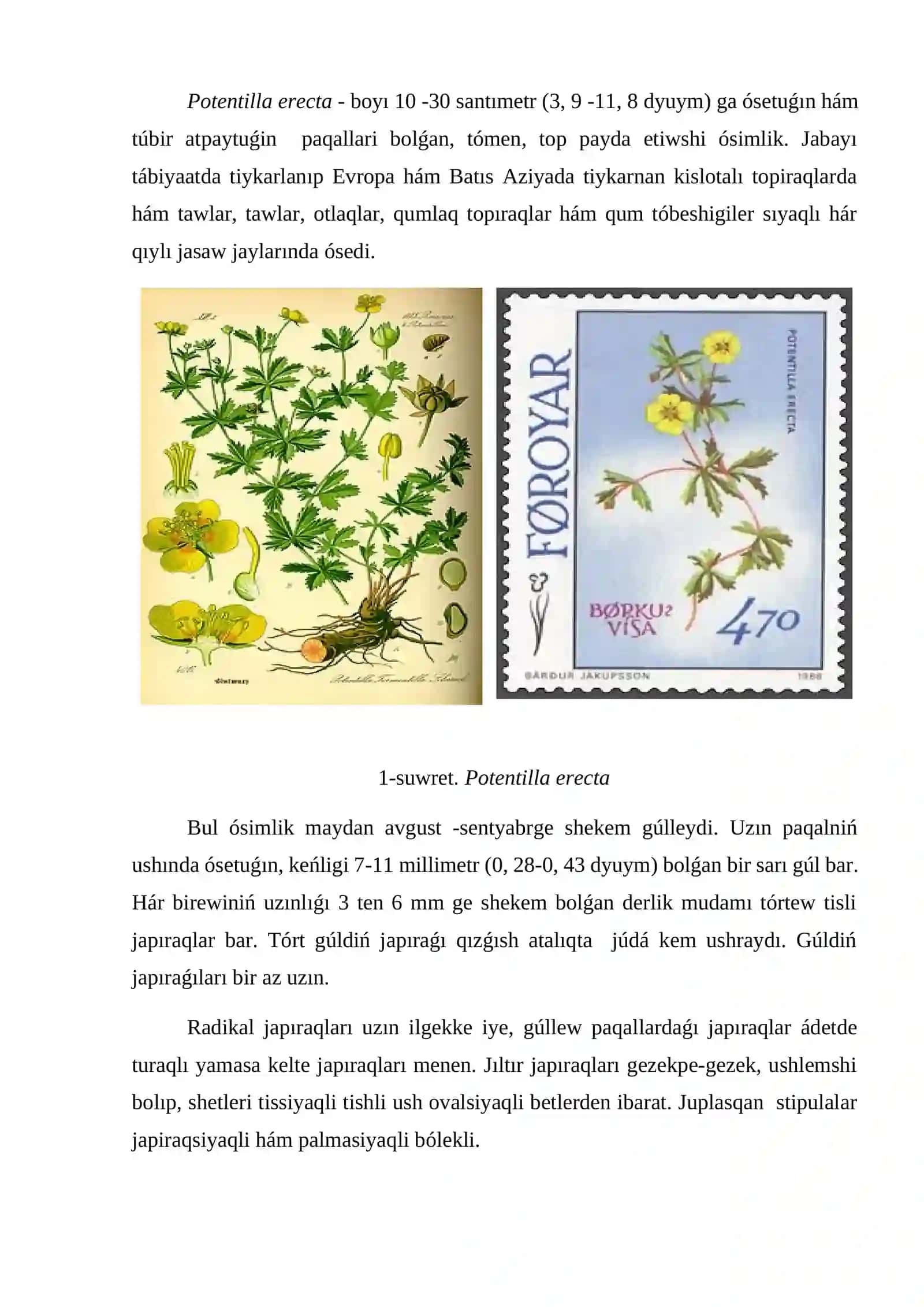 Potentilla erecta (L) Raeusch. ósimligin jetistiriw texnologiyası 2