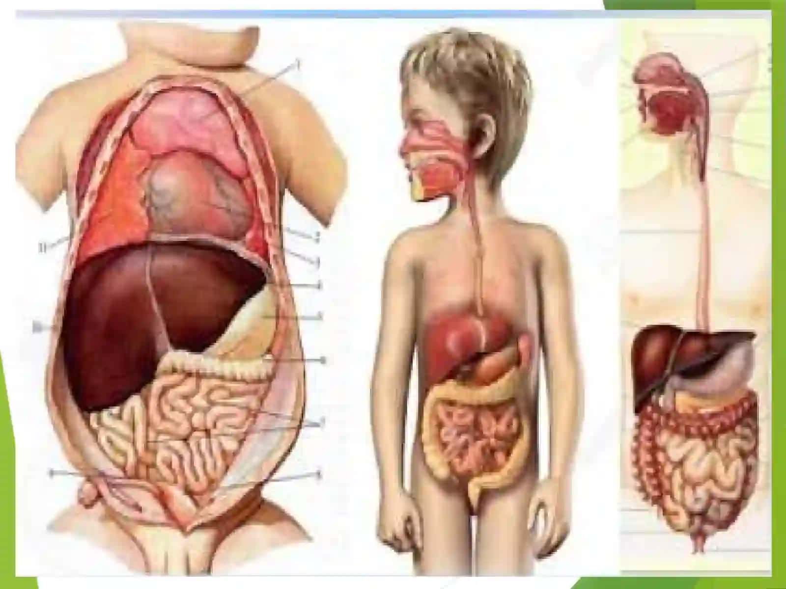 MA’RUZA. Ovqat hazm qilish tizimifiziologiyasining yosh xususiyatlari 2