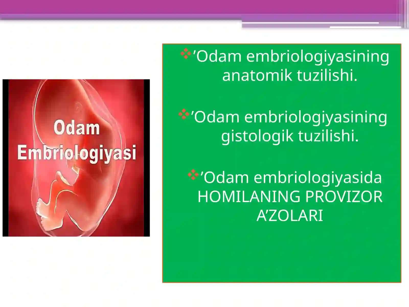 Odam embriologiyasi 2