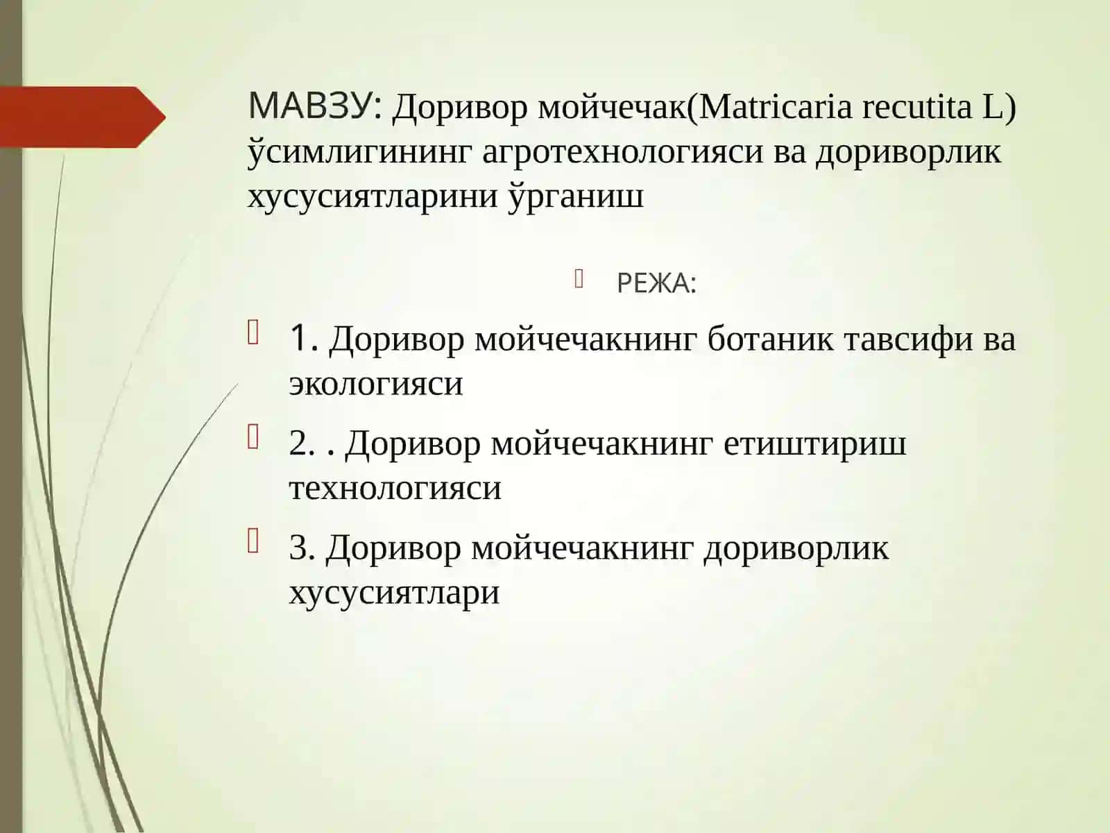 Доривор мойчечак(Matricaria recutita L) ўсимлигининг агротехнологияси ва дориворлик хусусиятларини ўрганиш 2
