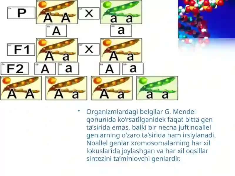 Genlarning o‘zaro ta’siri 2