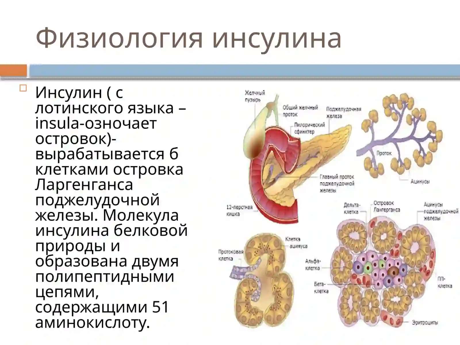 ИнсулинтурлариваИнсулинотерапия 2