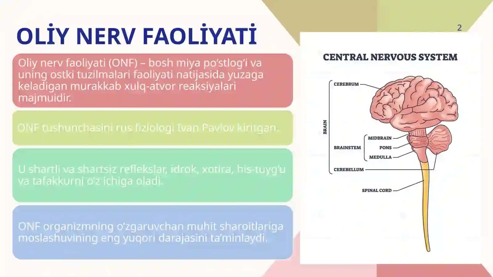 Oliy nerv faoliyati – organizmning atrof-muhitga moslashuvining asosi 2
