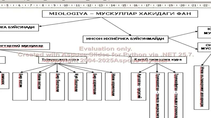 Mushaklar to’g’risida ma’lumot. Ko’krak, qorin, orqa mushaklari va fassiyalari.Diafragma.Qorin sohasining topografiyasi: qorin to’g’ri mushagining qini, oq chiziq, chov kanali. 2