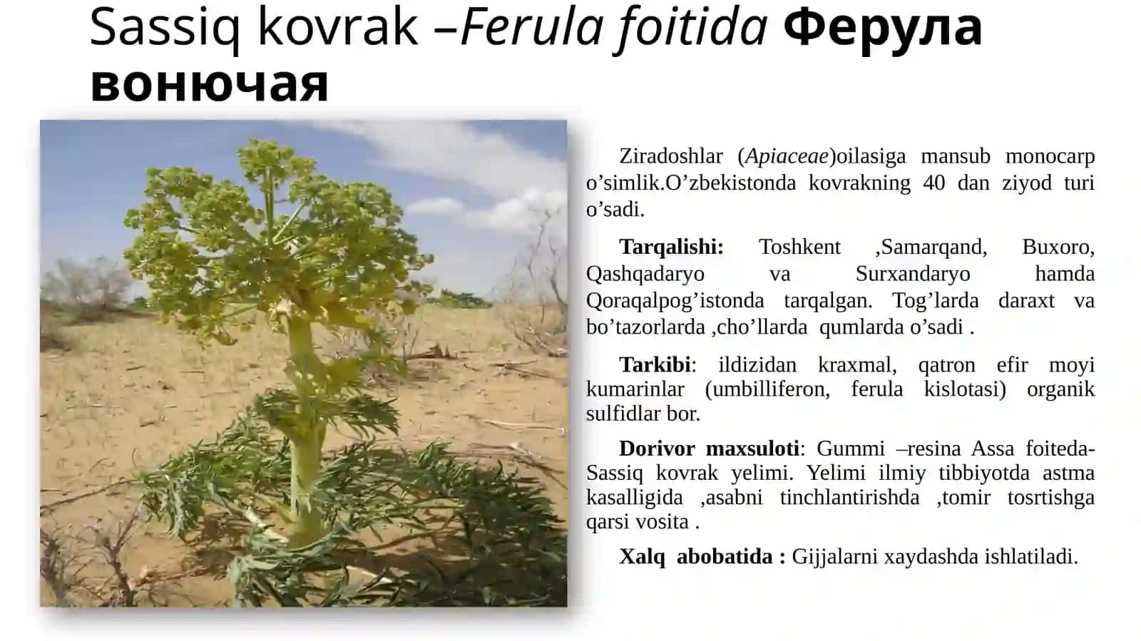 CHO’L ZONASI DORIVOR O’SIMLIKLARINING BIOLOGIYASI VA EKOLOGIYASI 2