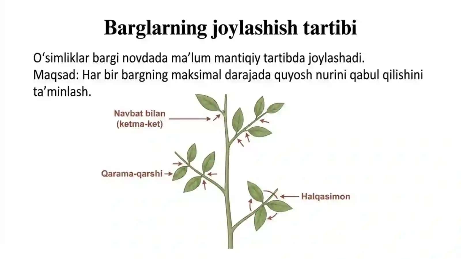 Novdada barglarning joylashishi 2