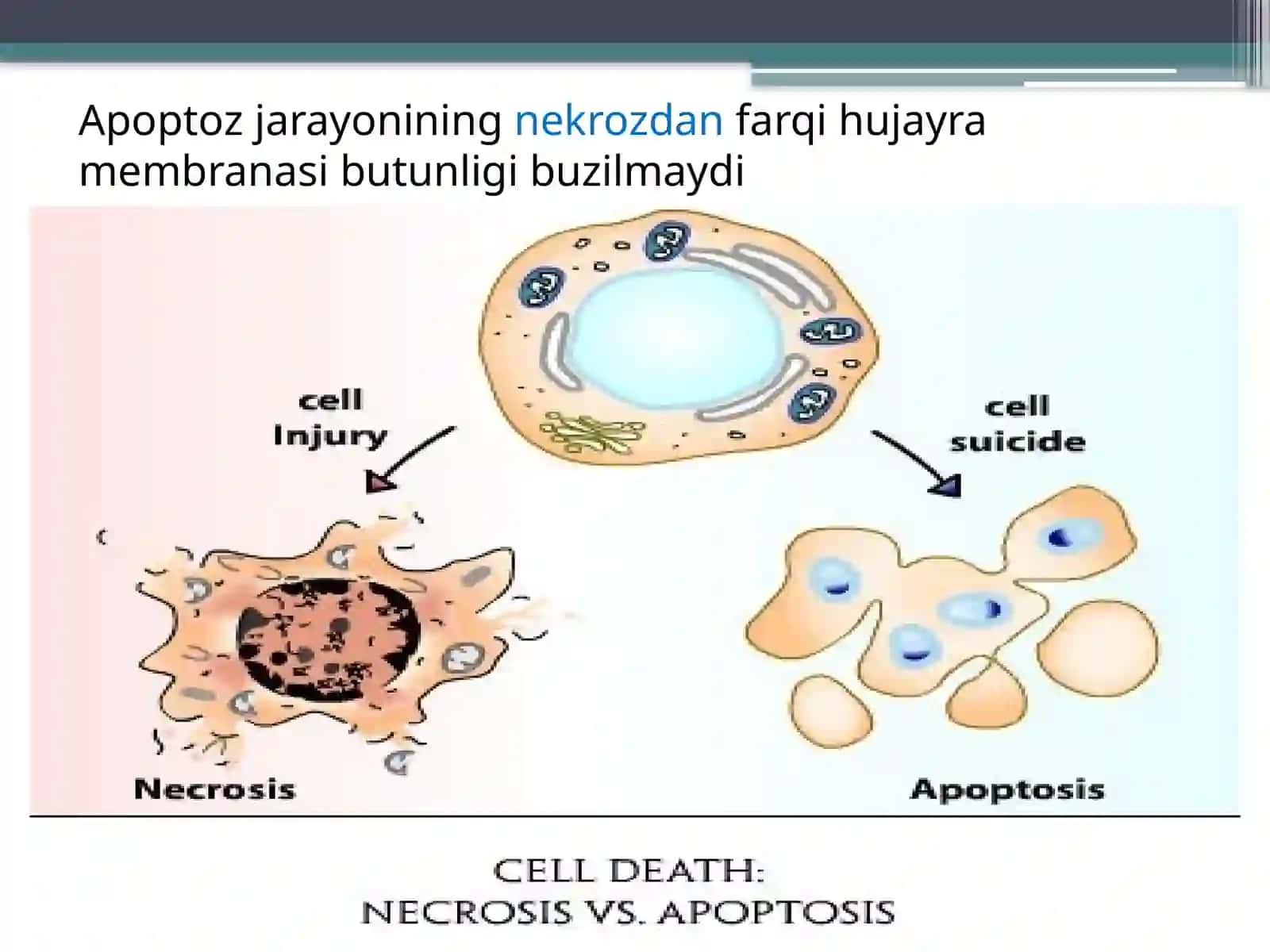 Hujayra o’limimexanizmlari.Apoptoz 2