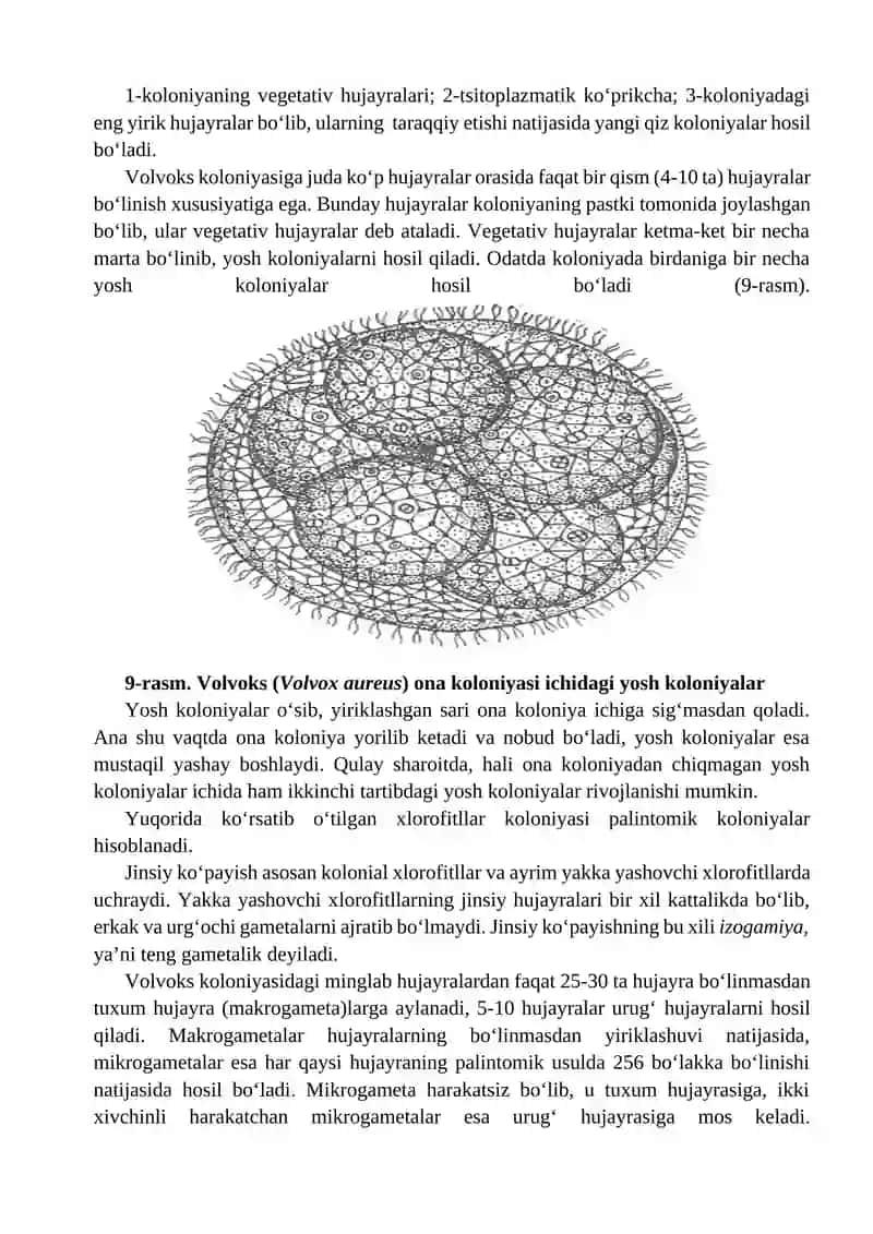 Kolonial xivchinlilarning tuzilishi va ko‘payishi. Infuzoriya tufеlkasi (Paramecium caudatum) ning t 2