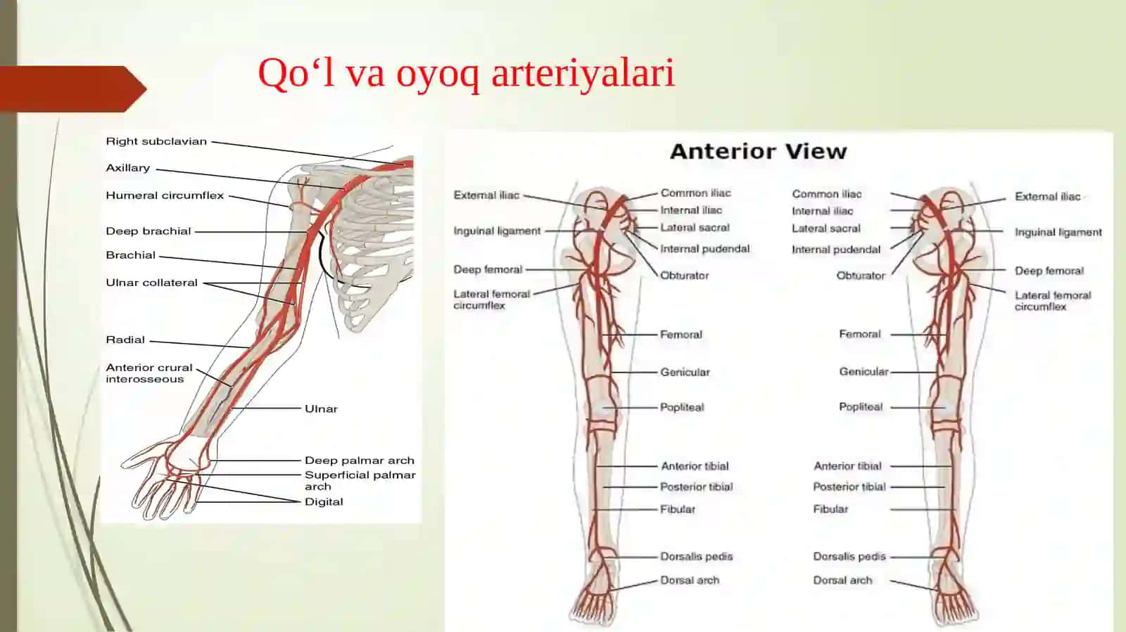 Qo‘l va oyoqning operativ xirurgiyasi 2