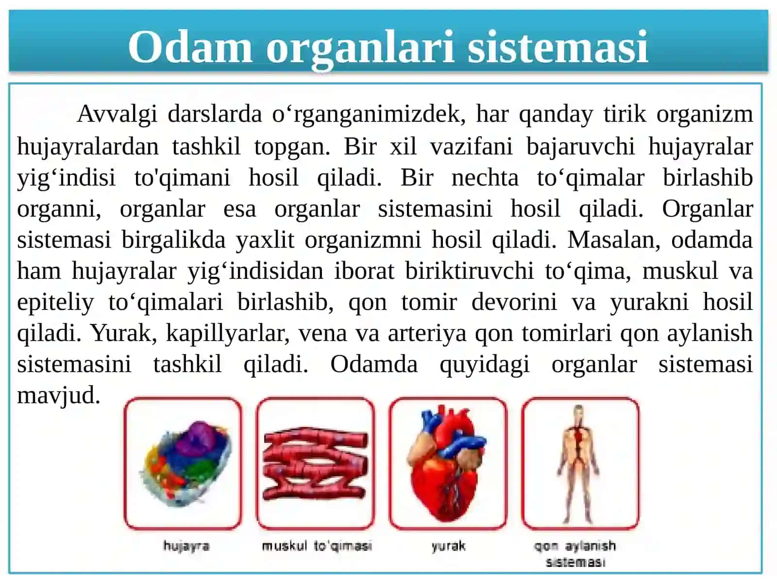 Yangimavzurejasi 2