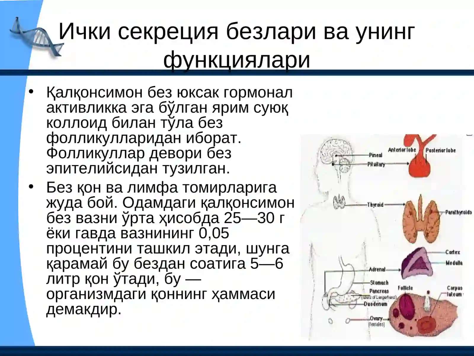 Тўқима гормонлари 2