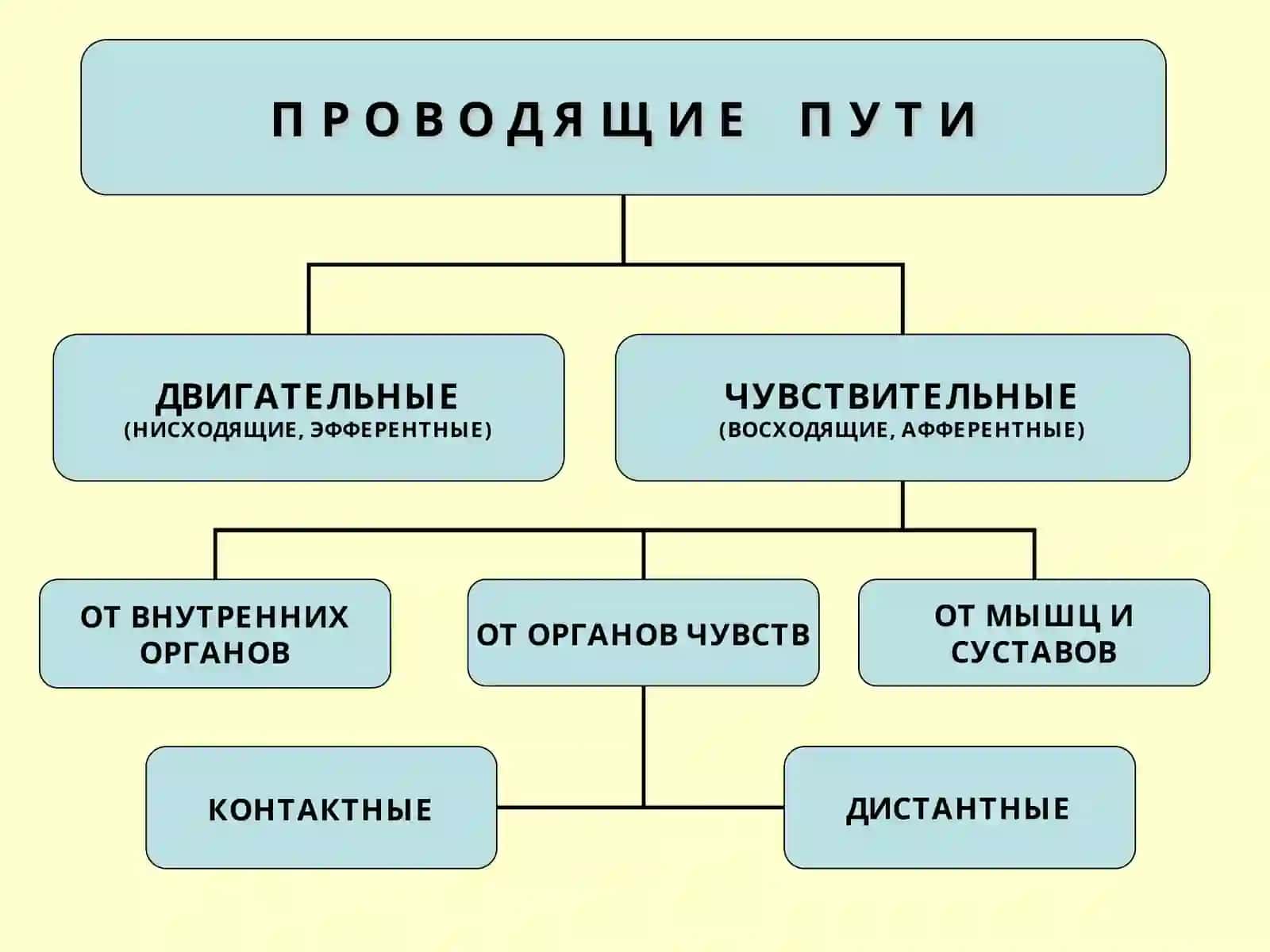 ПРОВОДЯЩИЕ ПУТИ 2