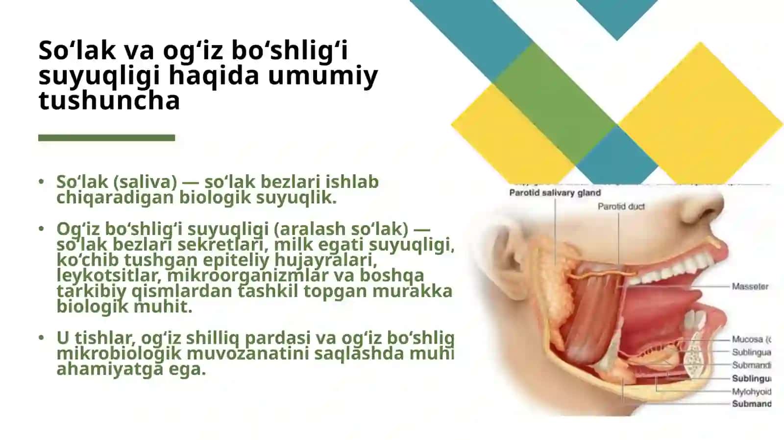 So‘lak tarkibi va uning ahamiyati 2