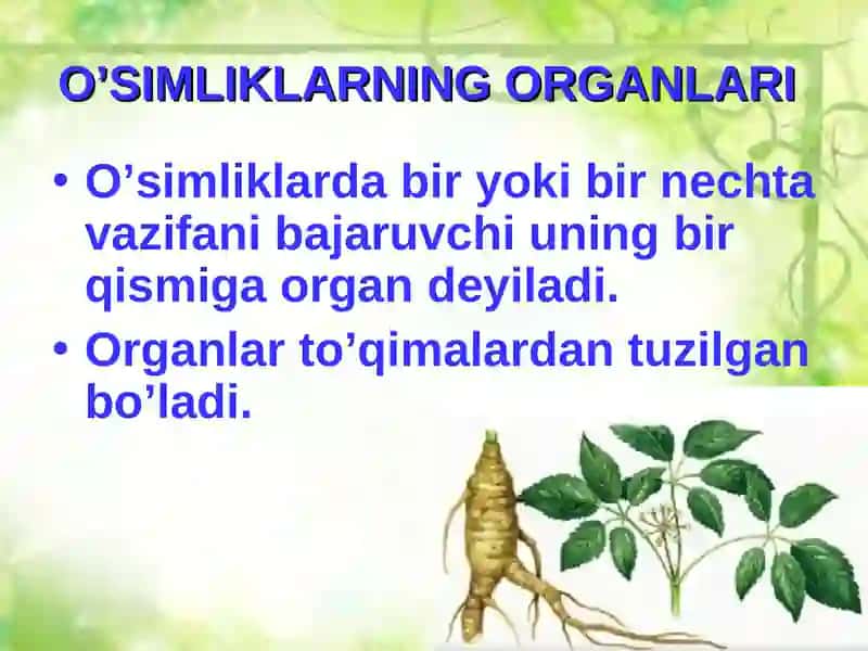 O’SIMLIKLARNING ORGANLARI 2