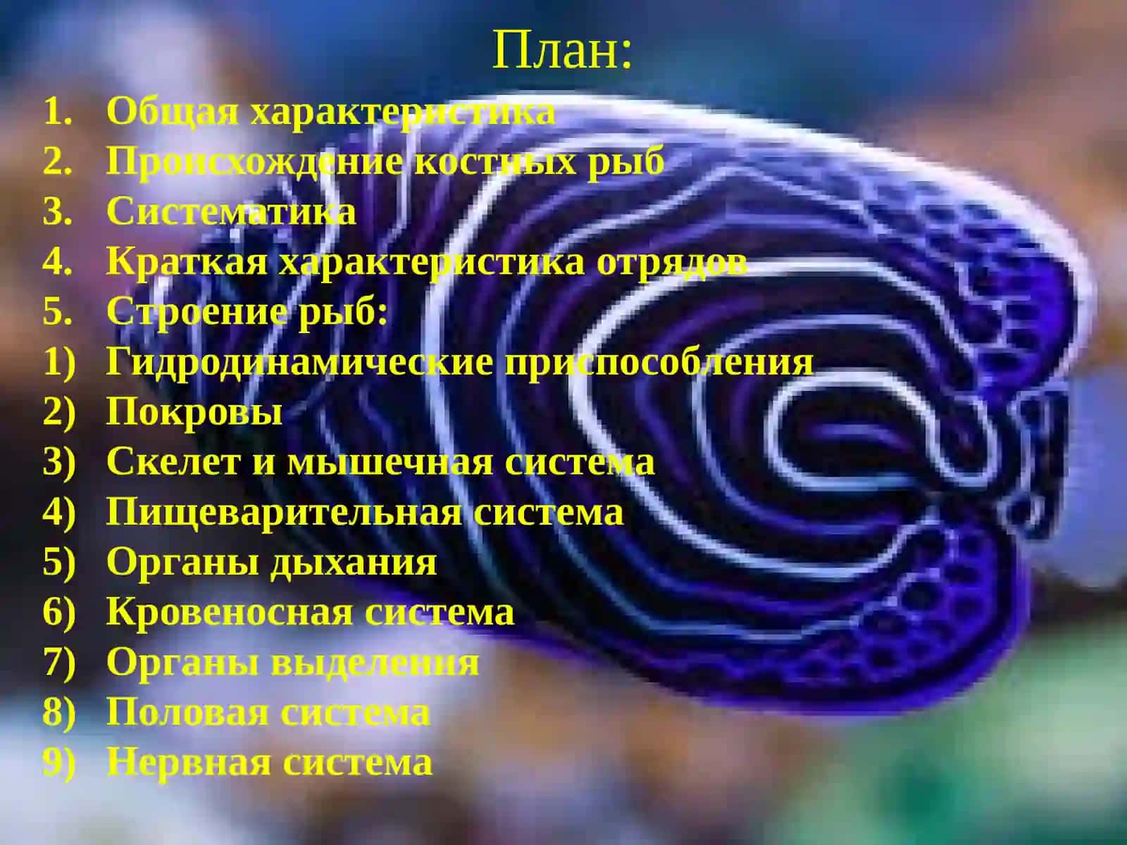 Костные рыбы 2