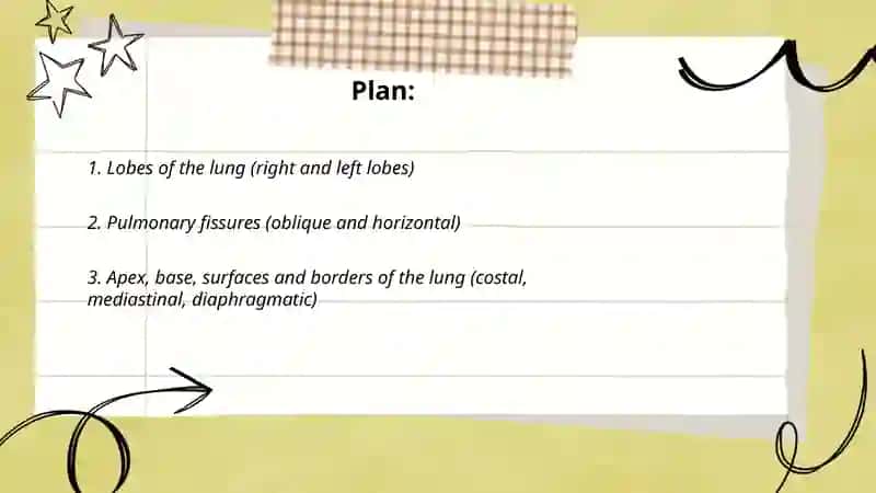 Lung anatomy 2
