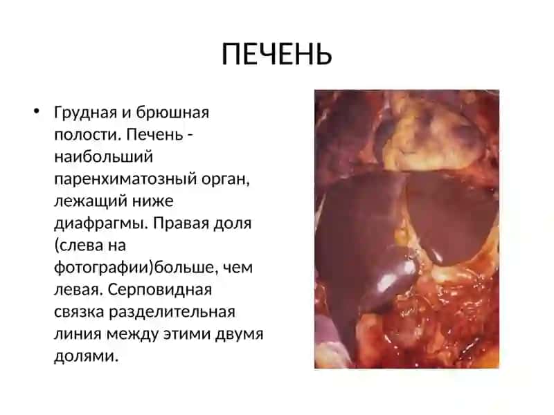 Болезни печени 2
