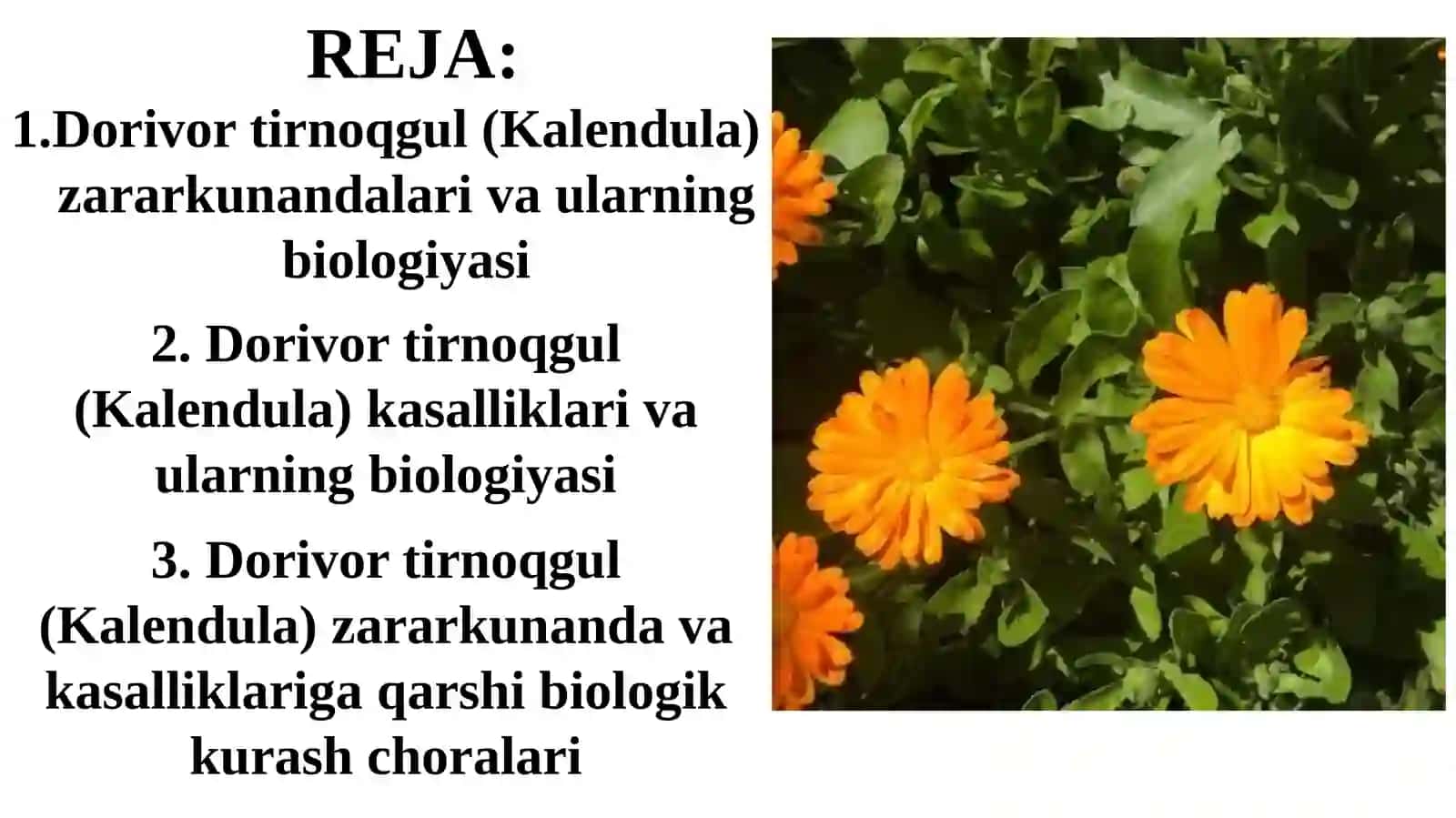 Kalendula ZARARKUNANDA VAKASALLIKLARI 2