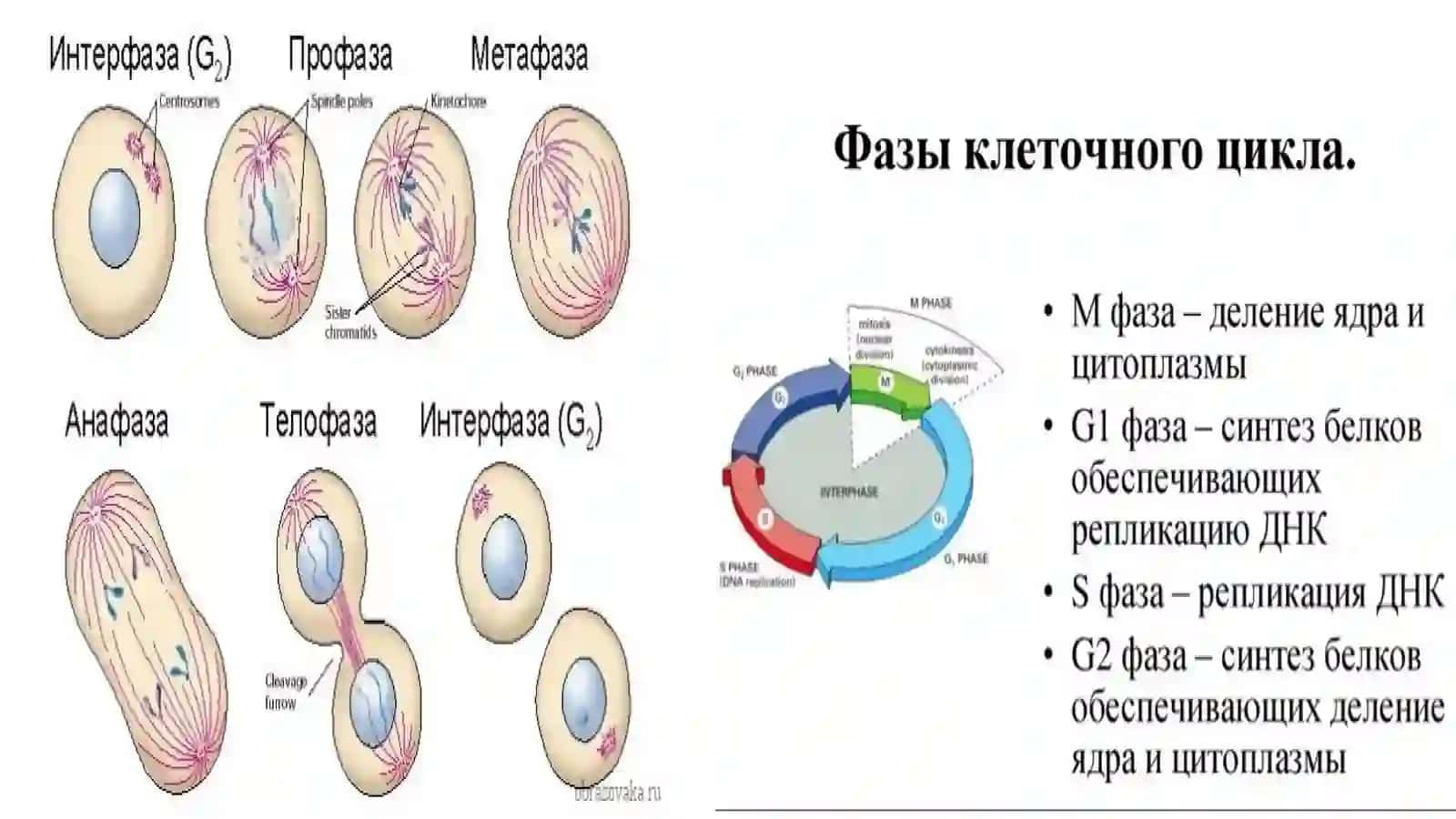 O’sma jarayoni nima? O’smalar qanday turlarga bo‘linadi 2