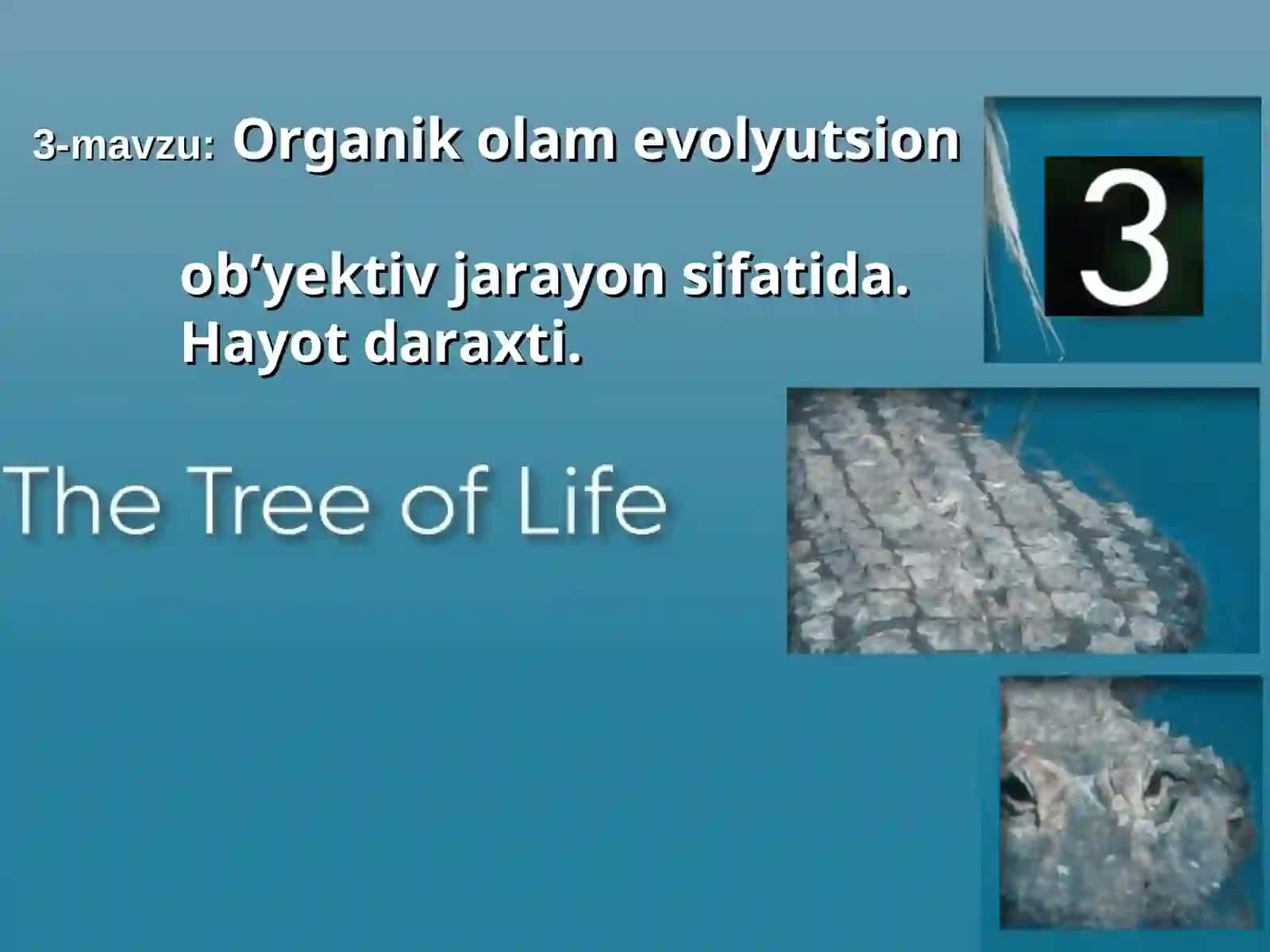 Organik olamevolyutsion 2