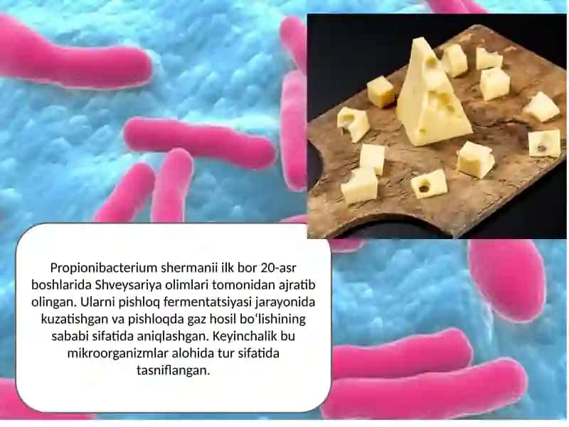 Propionibacterium shermanii 2