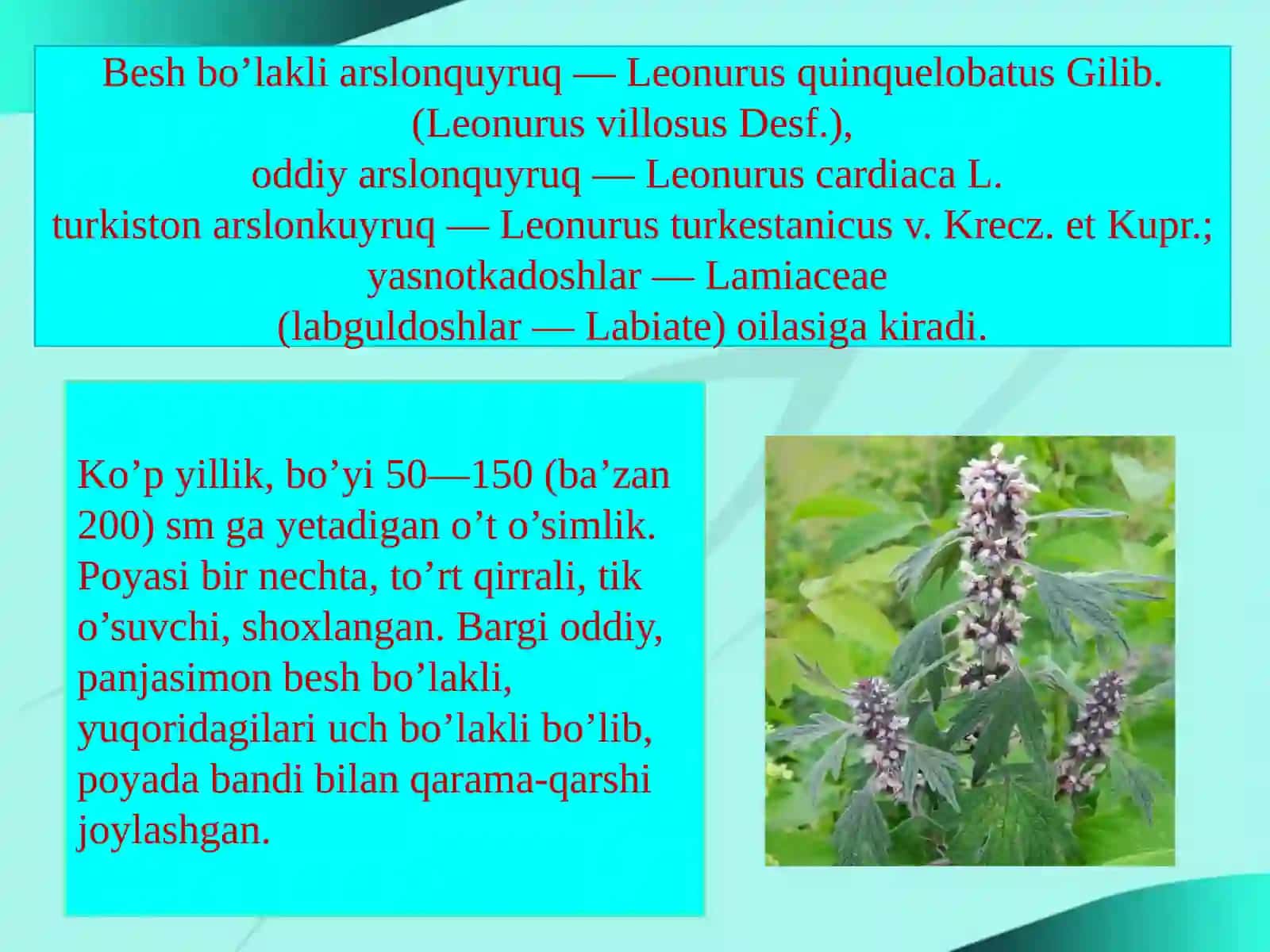 Beshbo’lakli arslonquyruq—Leonurus quinquelobatus 2
