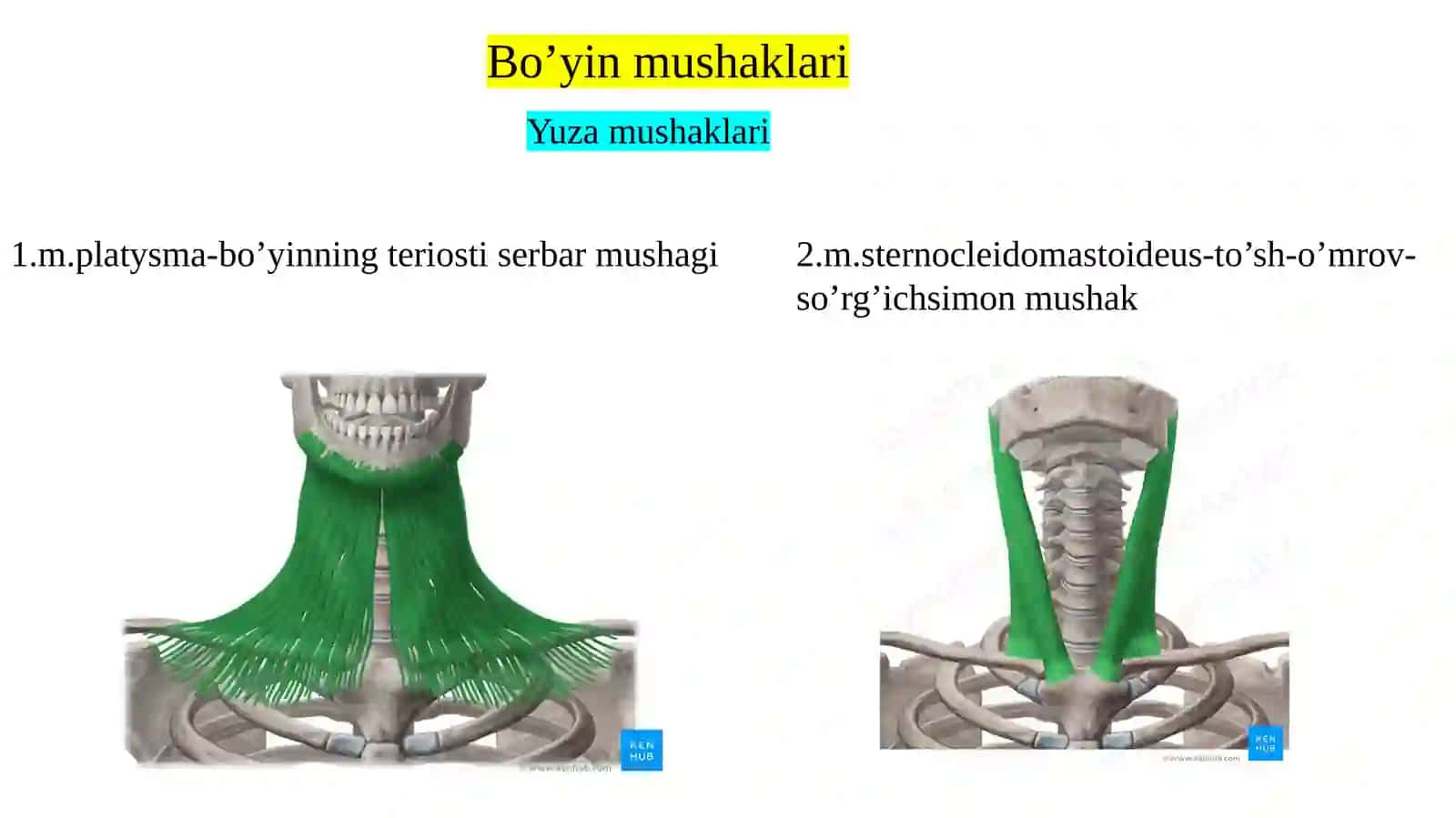 Bo‘yin mushaklari: tasnifi, topografik va funksional anatomiyasi. Bo‘yin uchburchaklari, fassiyalari. Bosh sohasi mushaklari. Mimika va chaynov mushaklarining xususiyatlari, topografik va funksional anatomiyasi. Bosh va bo‘yin sohasidagi kletchatka bo‘shliqlari. 2