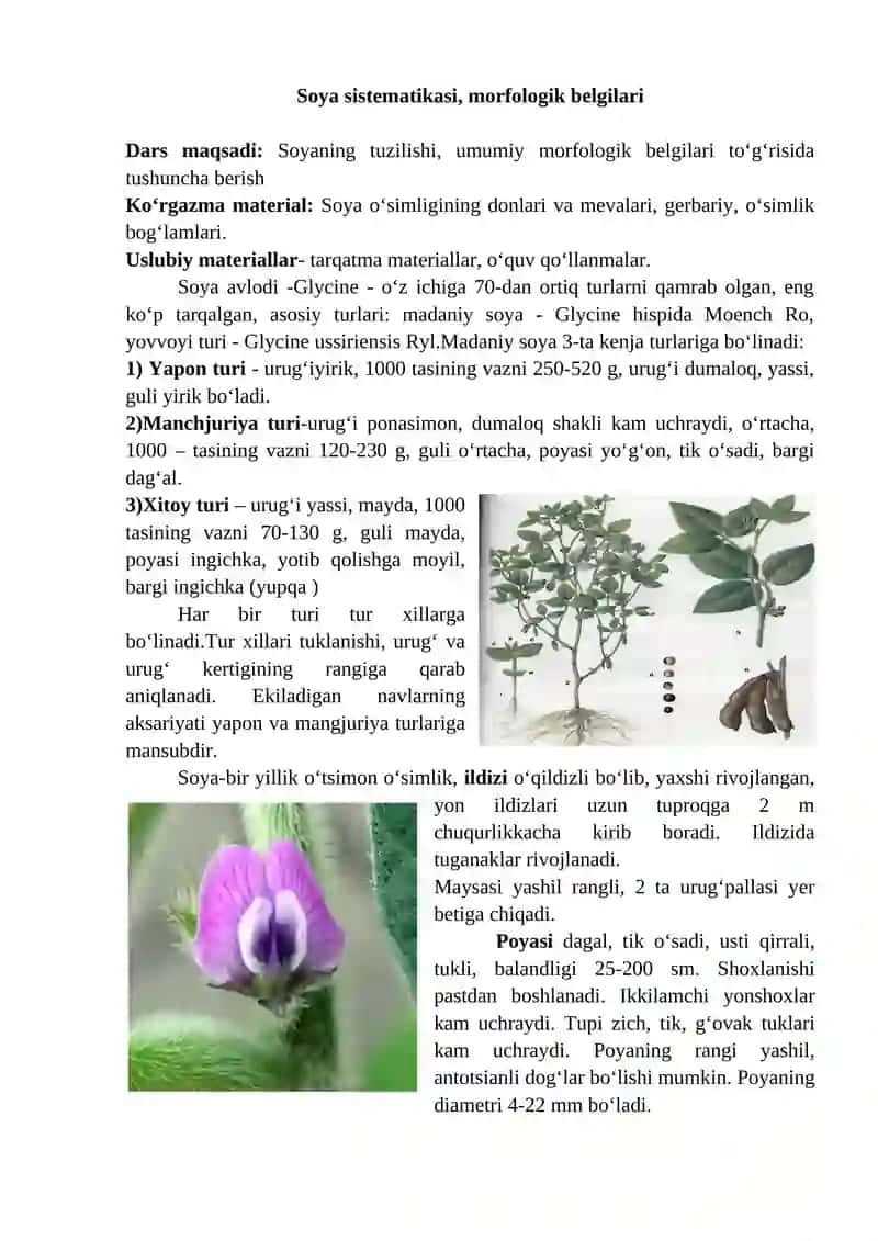 Soya sistematikasi, morfologik belgilari 2