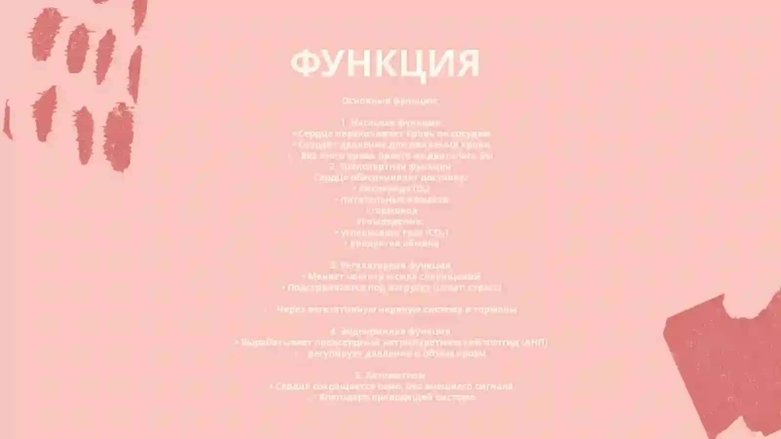КРУГИ КРООБРАЩЕНИЯ.СЕРДЦЕ,ВОЗРАСТНЫЕ ИЗМЕНЕНИЯ У ДЕТЕЙ РАЗЛИЧНОГО ВОЗРАСТА 2