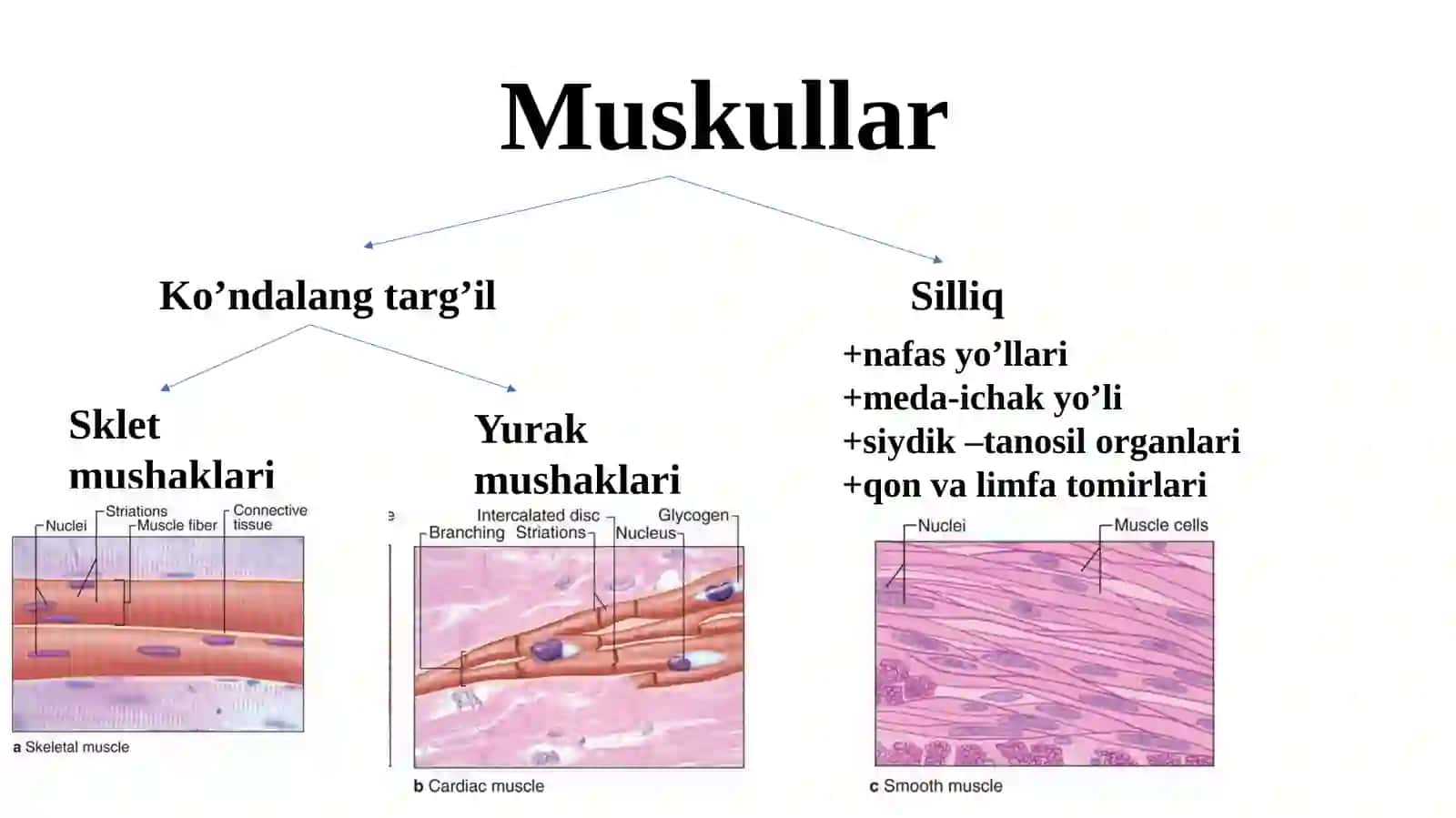 mushak to'qimasi 2