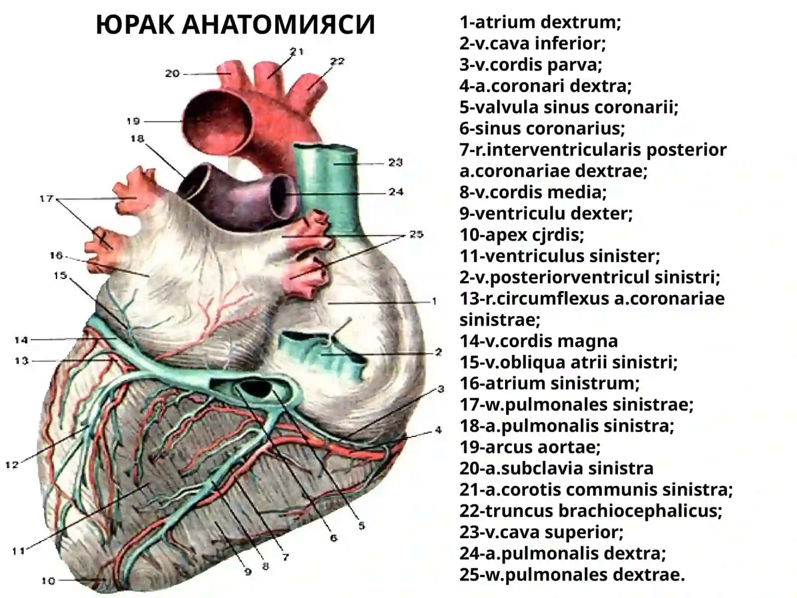 ЮРАК АНАТОМИЯСИ 2