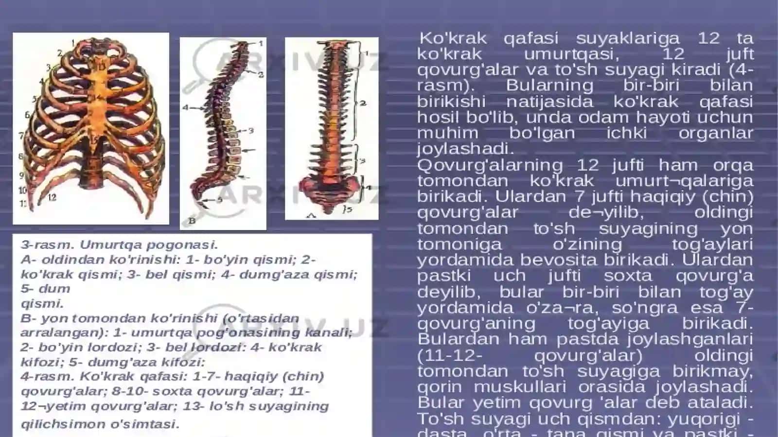 Qovurgalar, tosh suyagi va kokrak qafasi suyaklari 2