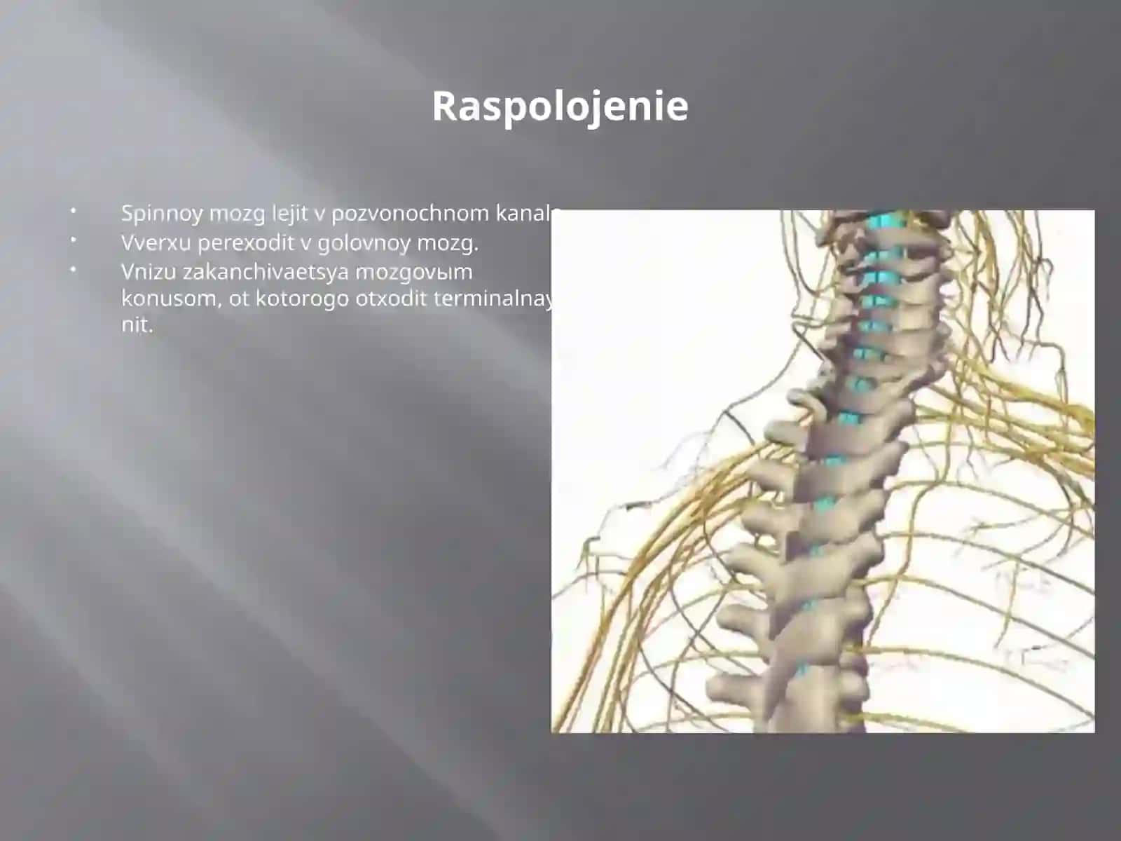 Orqa miya tuzilishi va fiziologiyasi 2