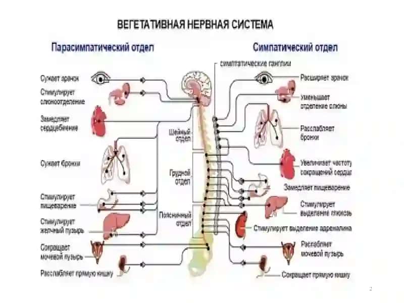 Н-ХОЛИНОРЕЦЕП-ТОРЛАРГАТАЪСИРЭТУВЧИ ВОСИТАЛАР 2