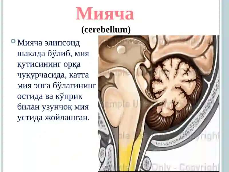 Мияча 2