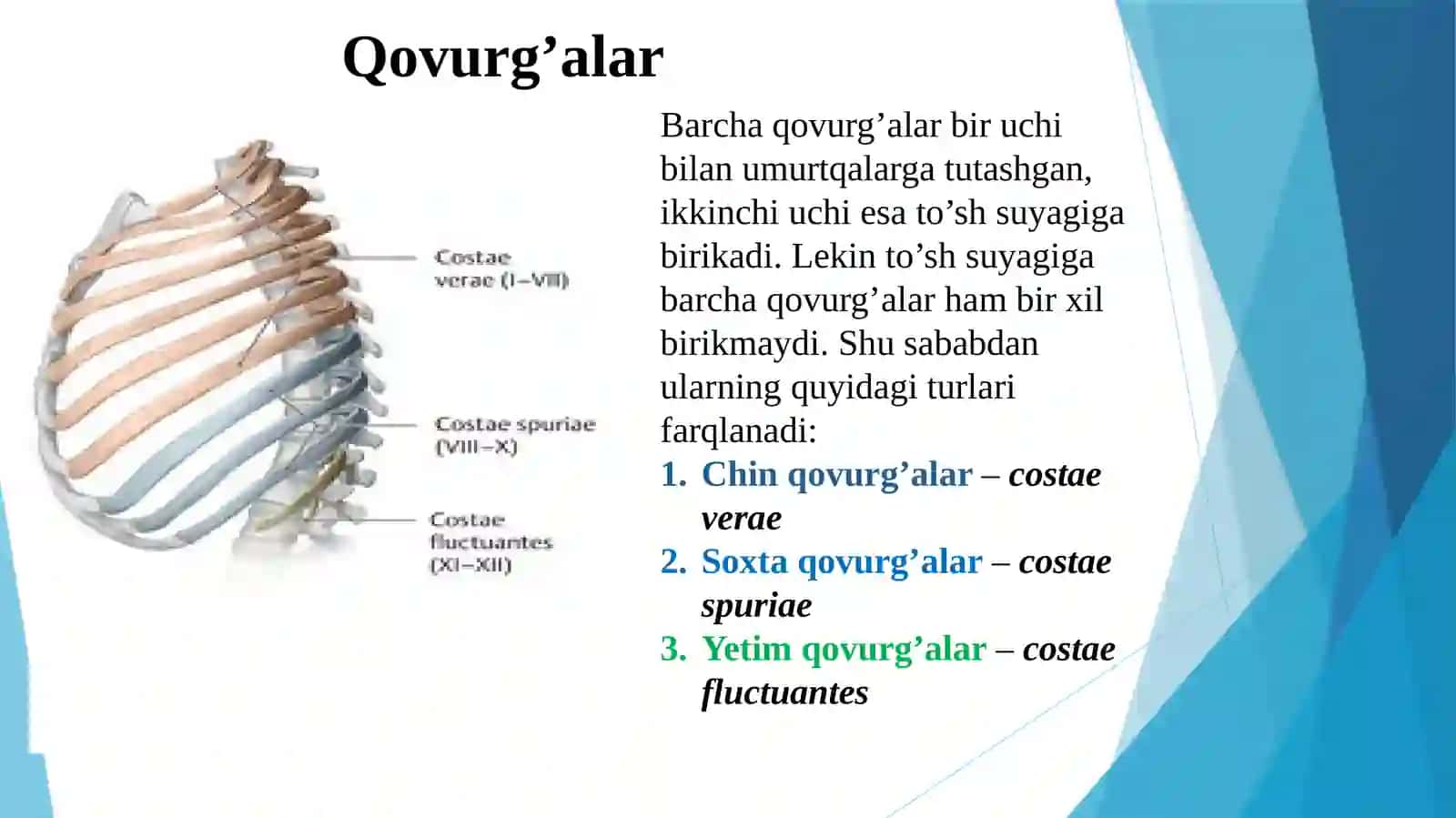 QOVURG'A TO'SH O'MROV ANATOMIYASI PREZENTATSIYA 2