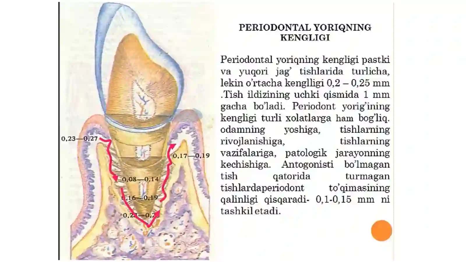Periodont. Periodontit 2