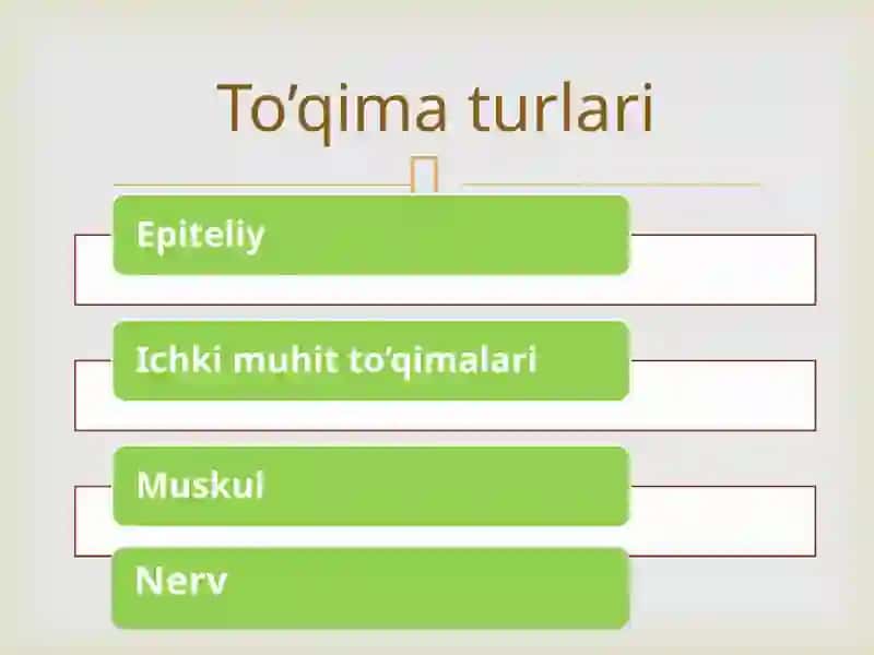 To’qimalar.Epiteliyto’qimasi.Yadro 2